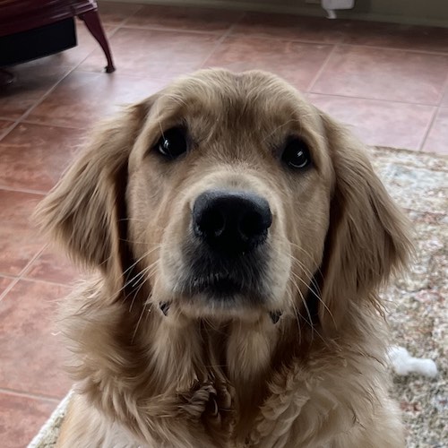 Headshot of Darcy, a beautiful light golden retriever.