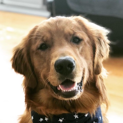 Headshot of Maverick, a handsome dark red golden retriever.