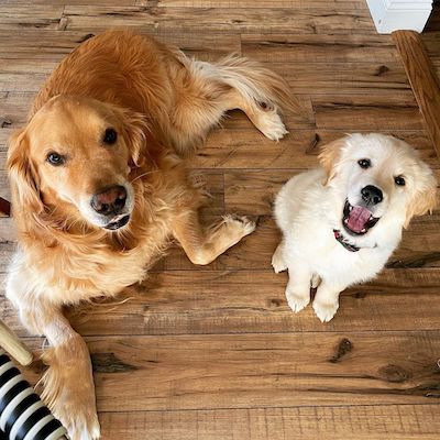 Two golden retrievers looking up at the camera.