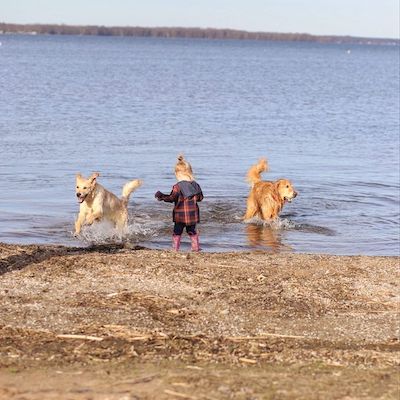 Two golden retrievers running in the water near a child.