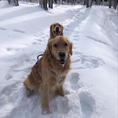 Two golden retrievers in the snow.