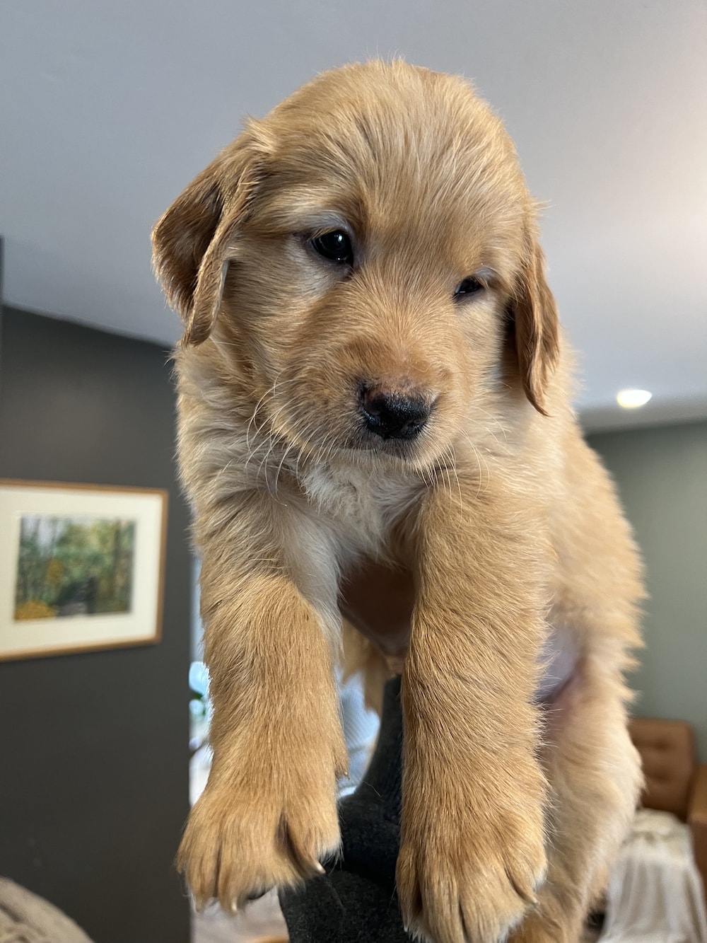 A puppy from a previous litter.