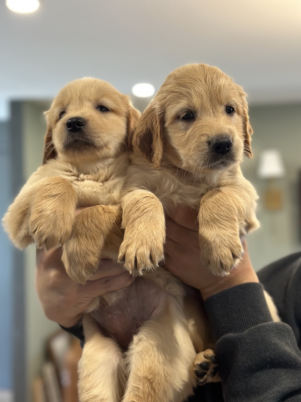 Puppies from a previous litter.