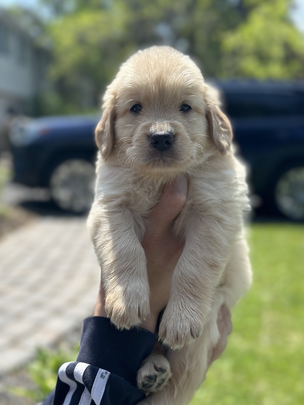 A puppy from a previous litter.