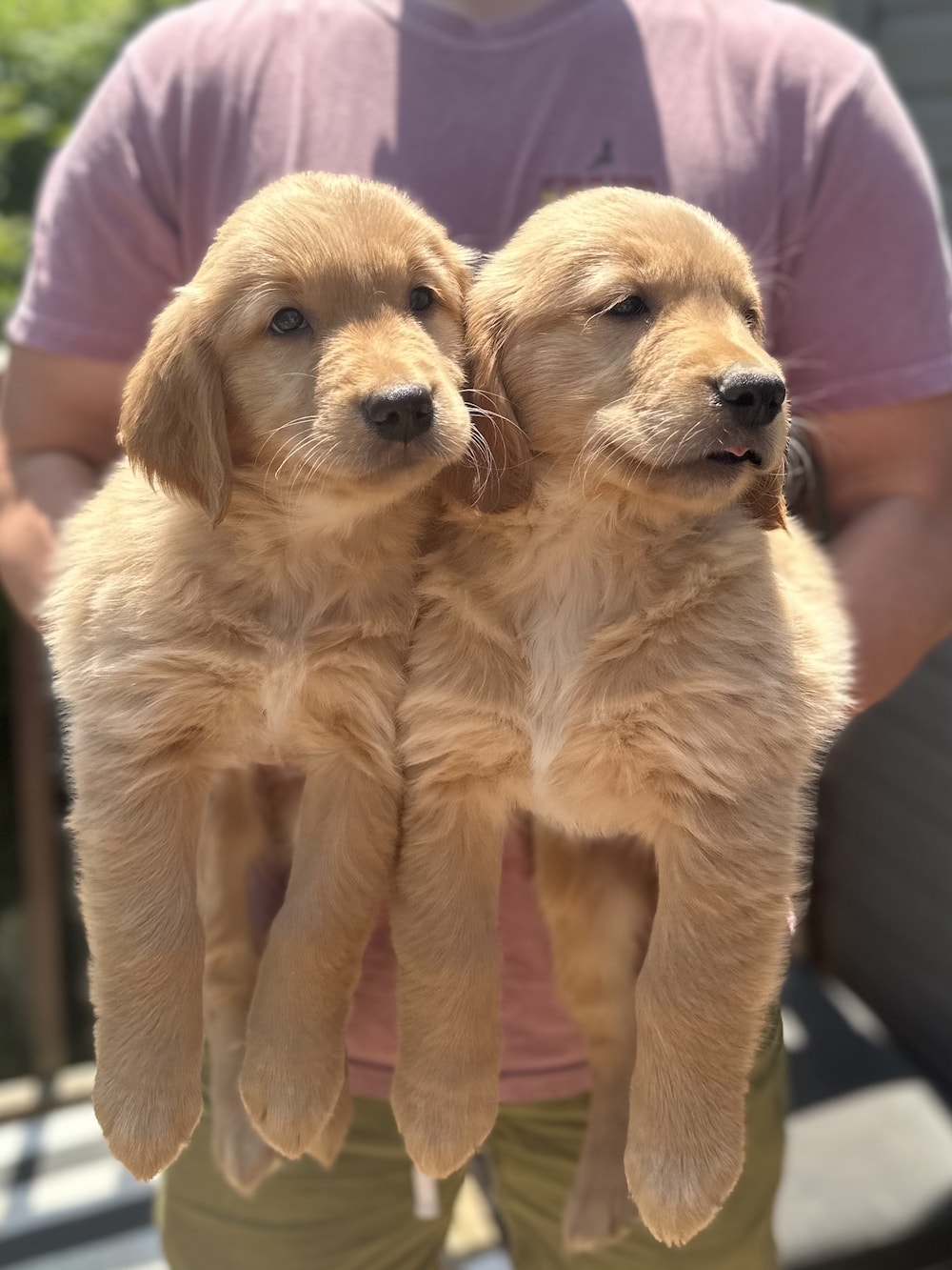 Puppies from a previous litter.