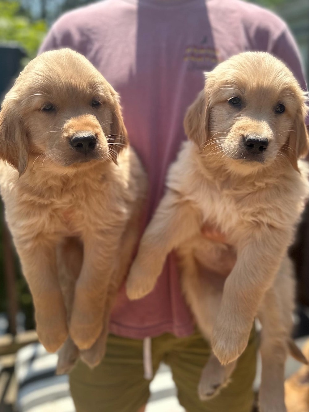 Puppies from a previous litter.